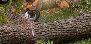 Frontenac, MO Tree Removal Services Company