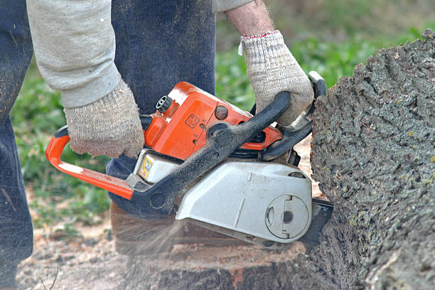 How Our Tree Care Process Works  in  Frontenac, MO